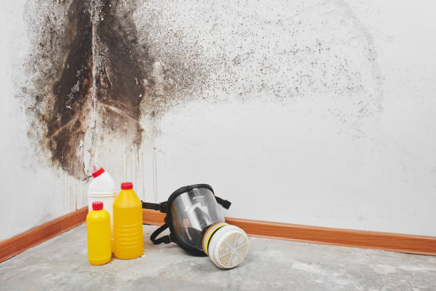 Best Black Mold Removal  in Laconia, NH