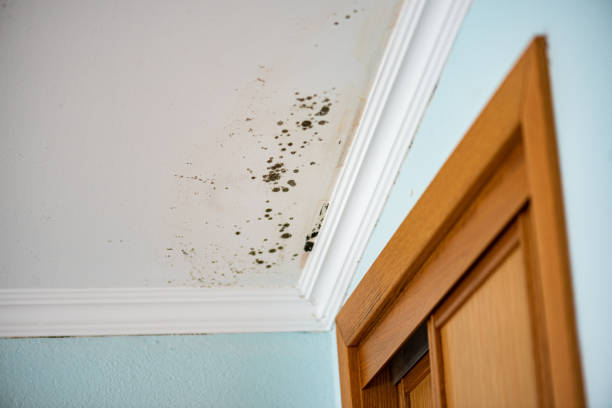 Best Certified Mold Removal  in Laconia, NH