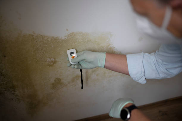 Best Mold Remediation Experts  in Laconia, NH