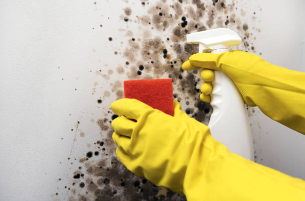 Best Mold Removal Specialists  in Laconia, NH